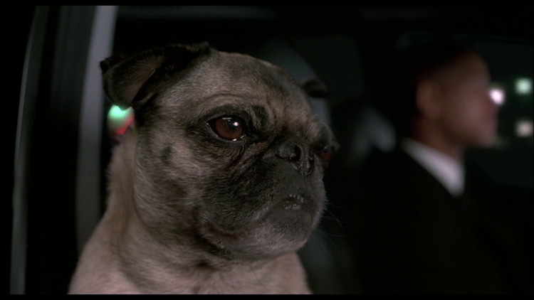 Черный Мопс в очках