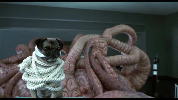 Мопс на синем фоне