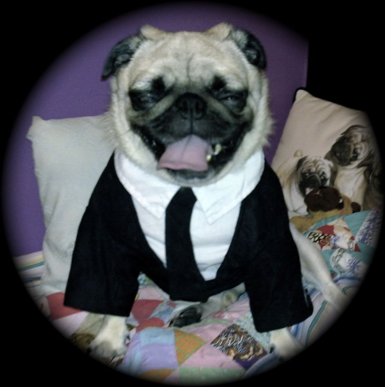 Соьвка похожа на МОПСА