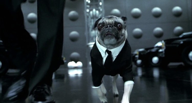 Мопс Фрэнк люди в черном