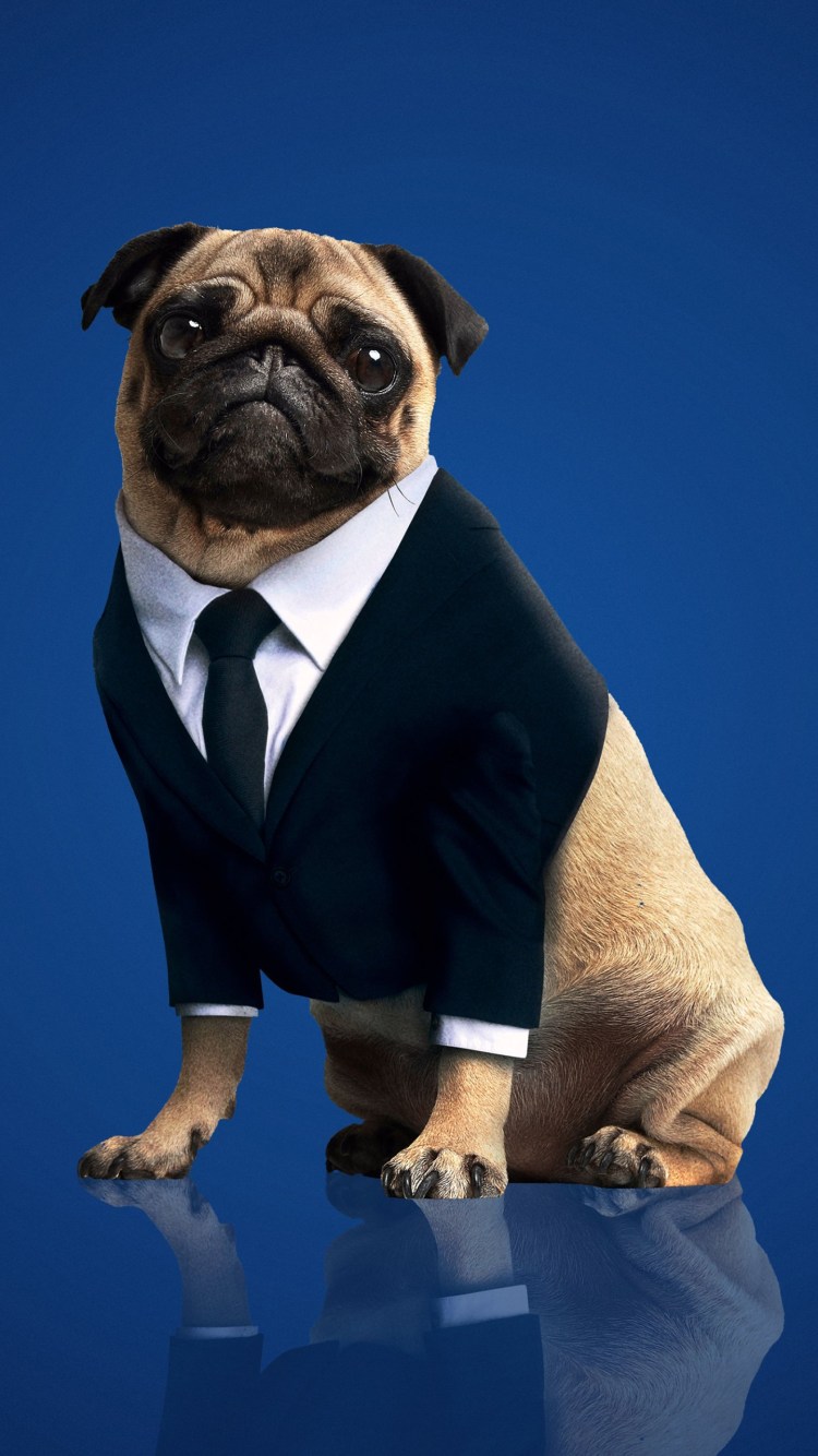 Мопс Фрэнк из люди в чёрном