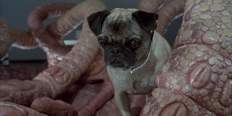 Мопс Фрэнк люди в черном