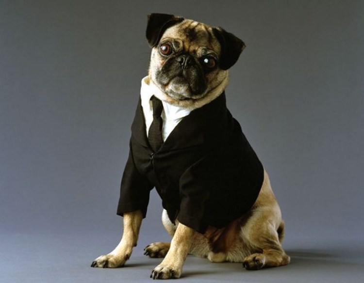 Люди в черном 2 собака