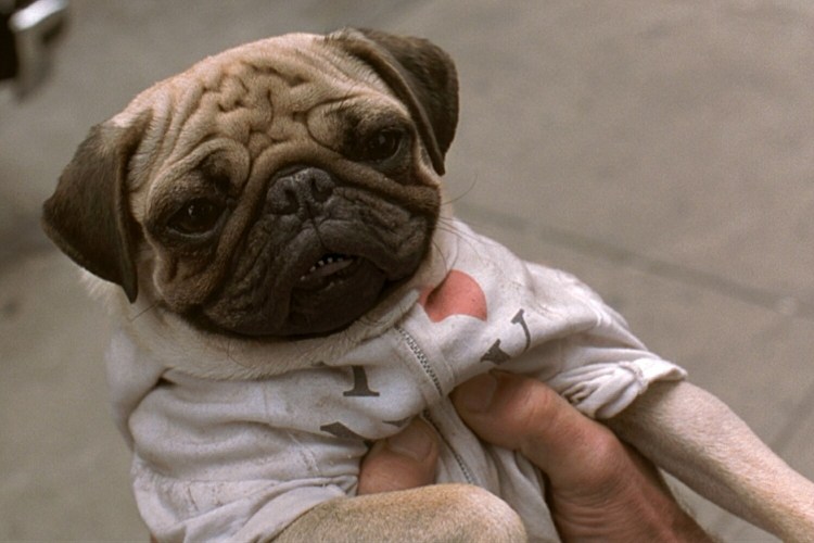 Мопс Фрэнк люди в черном 2