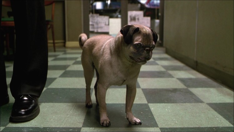 Мопс Фрэнк люди в черном