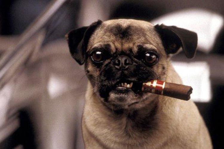 Чистокровный Мопс