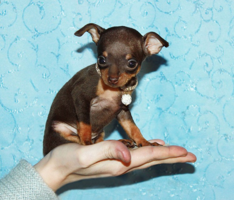 Той терьер вислоухий