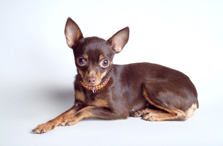 Английский тойтерьер мини светлый