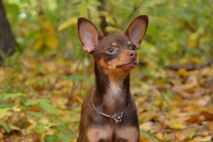 Черно-подпалый терьер