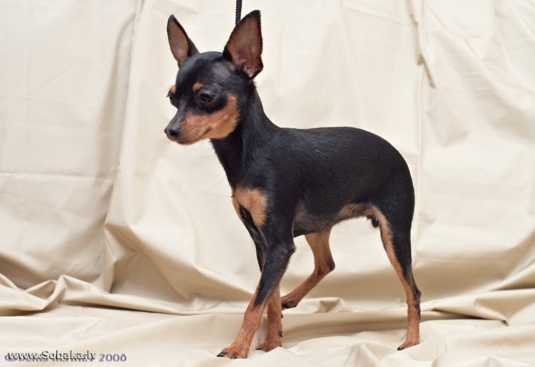 Карликовый терьер