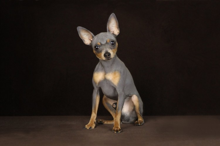 Той терьер стандарт