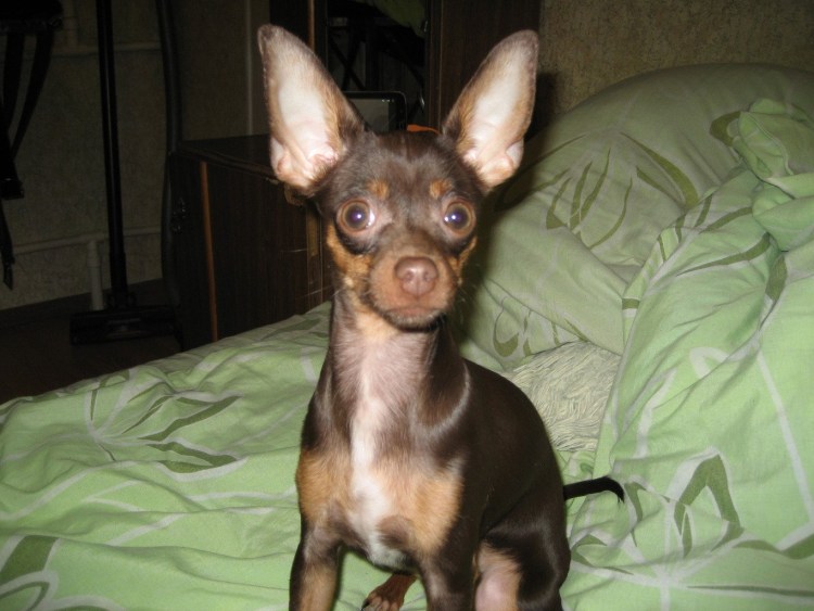 Русский той-терьер