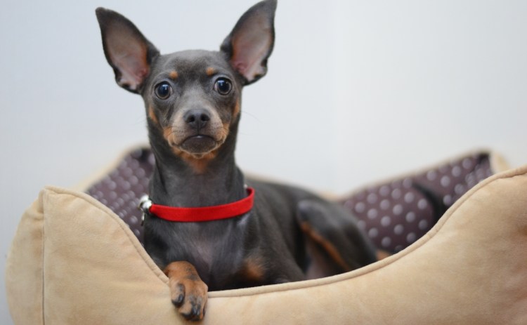 Той терьер бежит