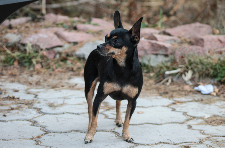 Русский той-терьер