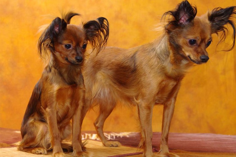 Той терьер гладкошерстный