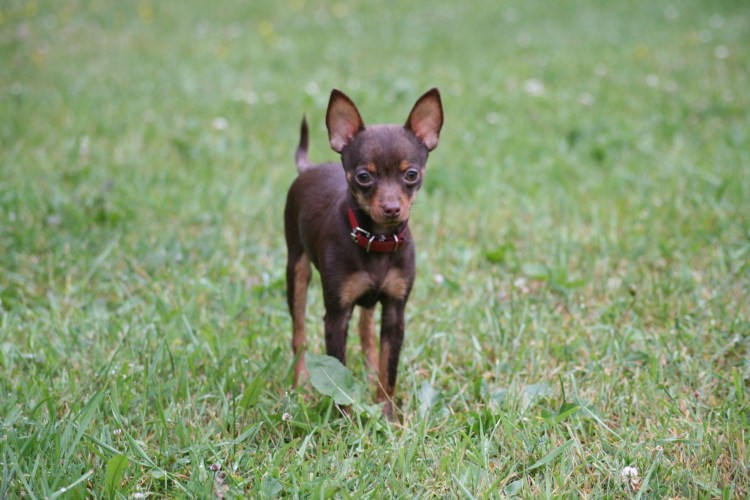 Собачки той терьер