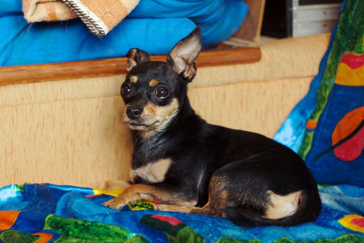 Той терьер гладкошерстный