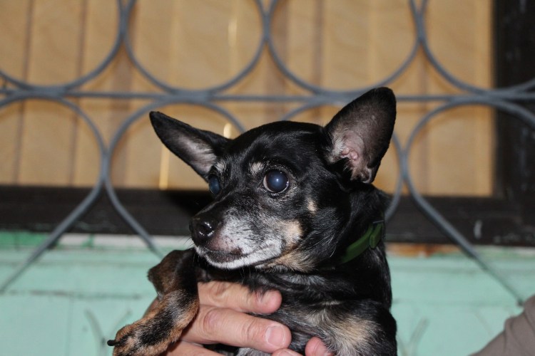 Той терьеры долгожители