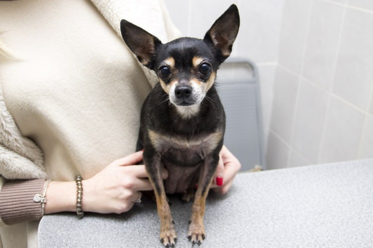 Русский той-терьер история породы