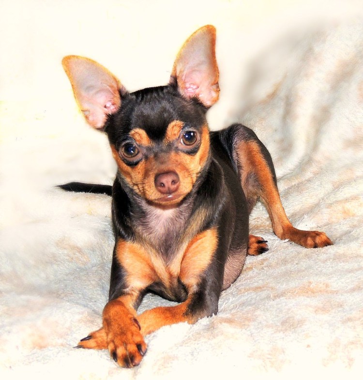 Тойтерьеры короткошерстная