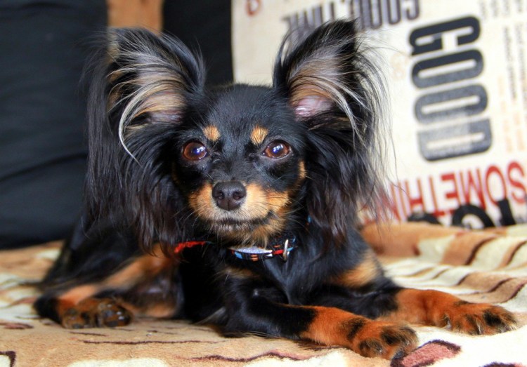 Пражский крысарик ратлик