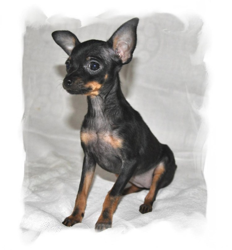 Бельгийский той терьер