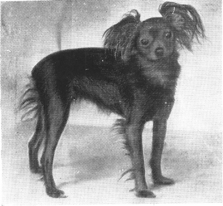 Мини тойчики карманные собачки