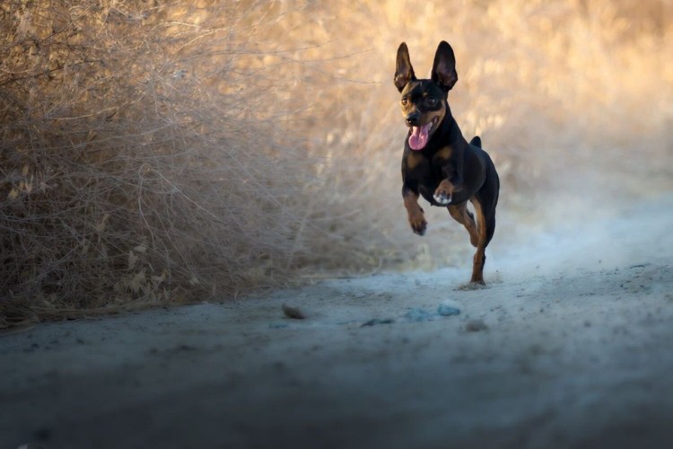 Московский той терьер длинношерстный