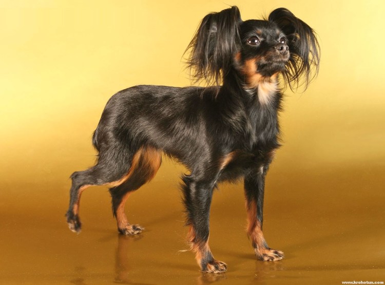 Порода собак Пражский крысарик