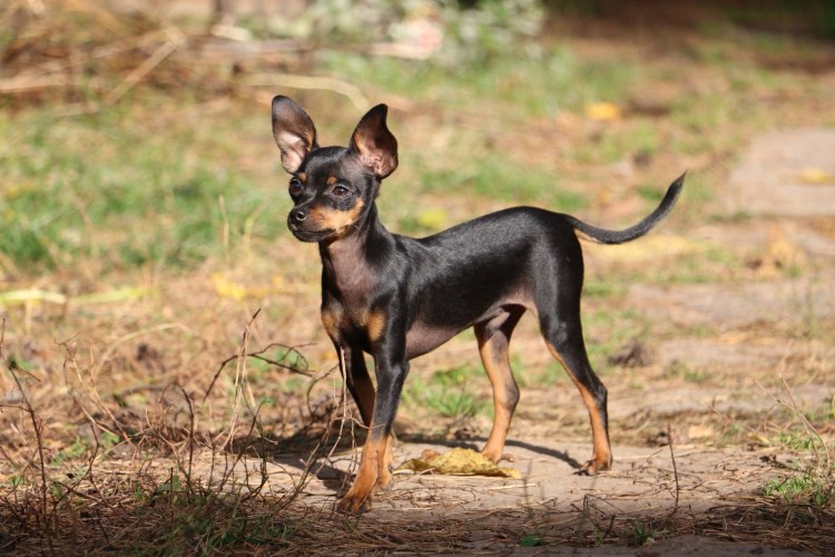 Терьер Ушастый