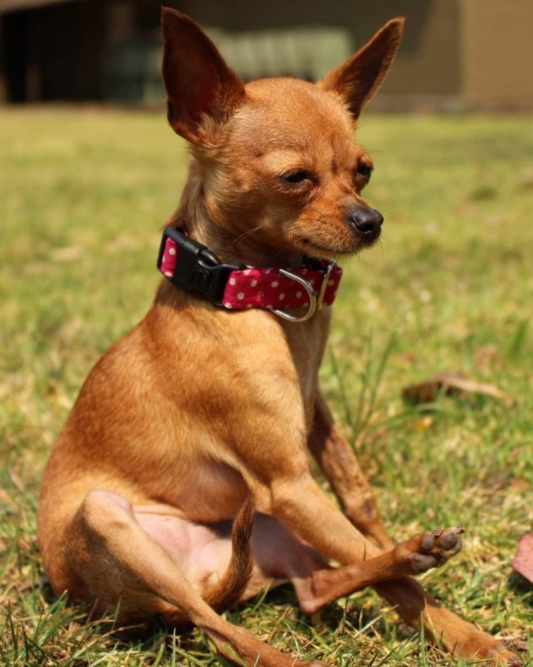 Русский той-терьер