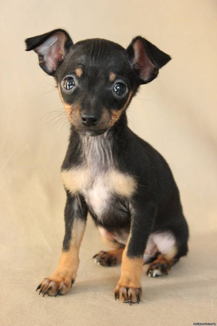 Порода Пражский крысарик