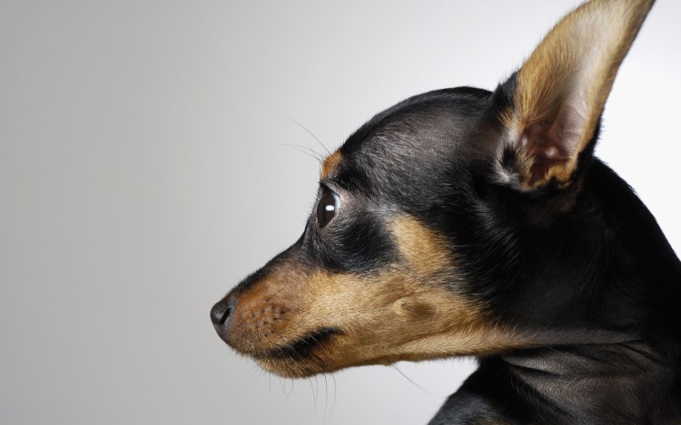 Собака русский той терьер