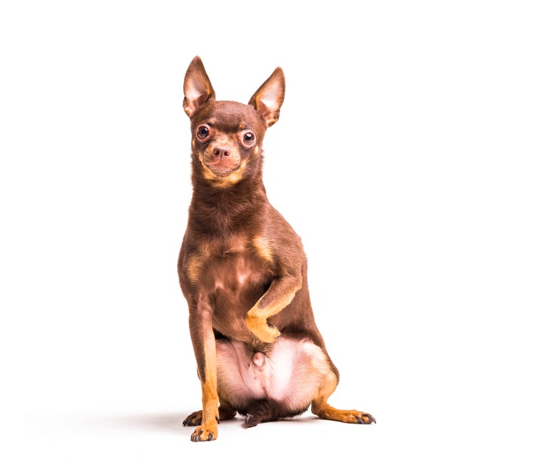 Русский той терьер толстый