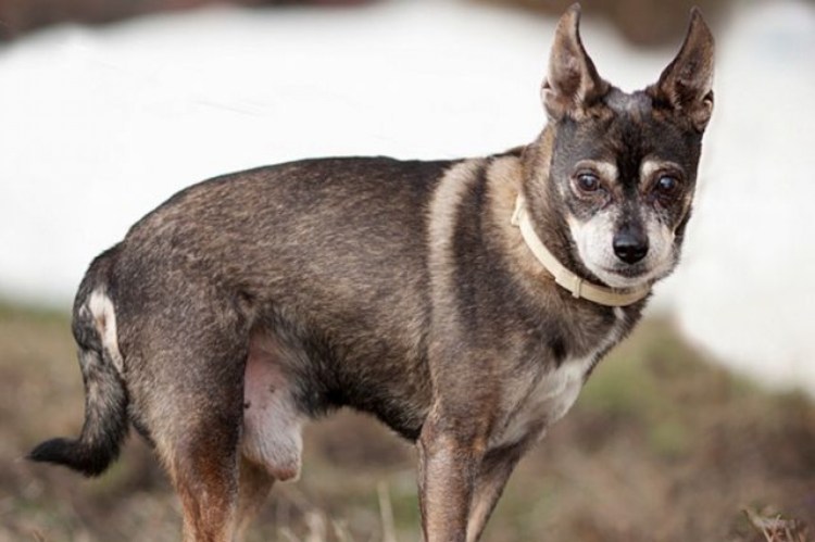 Той терьер старенький
