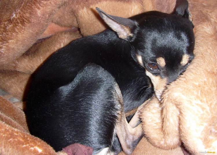 Пражский крысарик ратлик