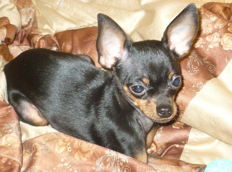 Той терьер длинношерстный