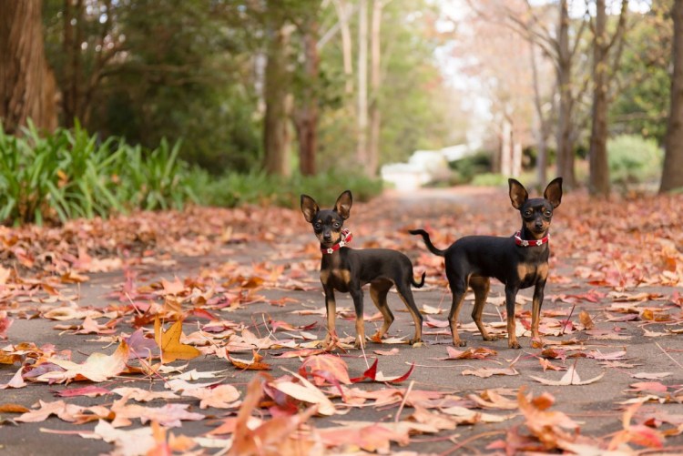 Карликовый терьер