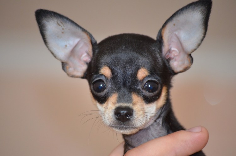 Пражский крысарик длинношерстный