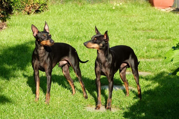 Той терьер мини