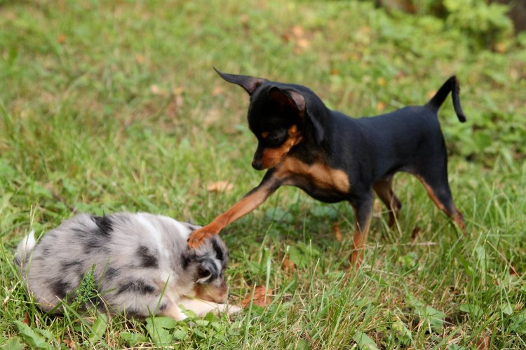 Порода собак Пражский крысарик