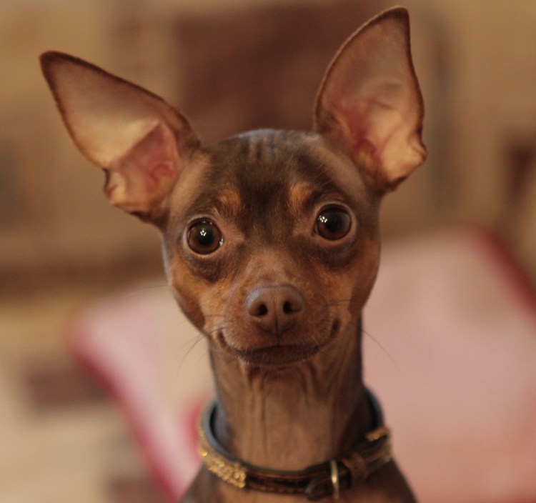 Той терьер ДШ