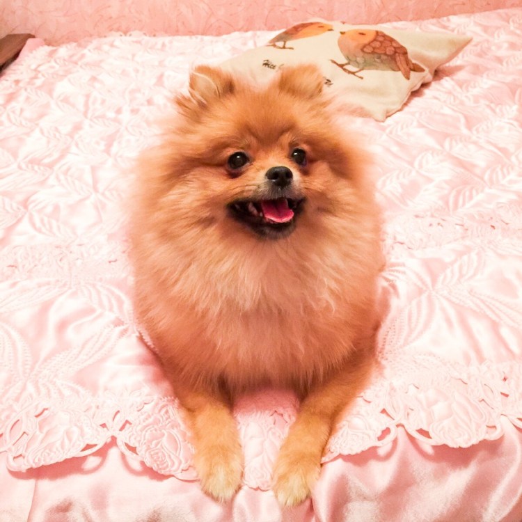 Шпиц в линьке