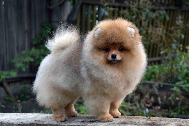 Немецкий шпиц песцового окраса