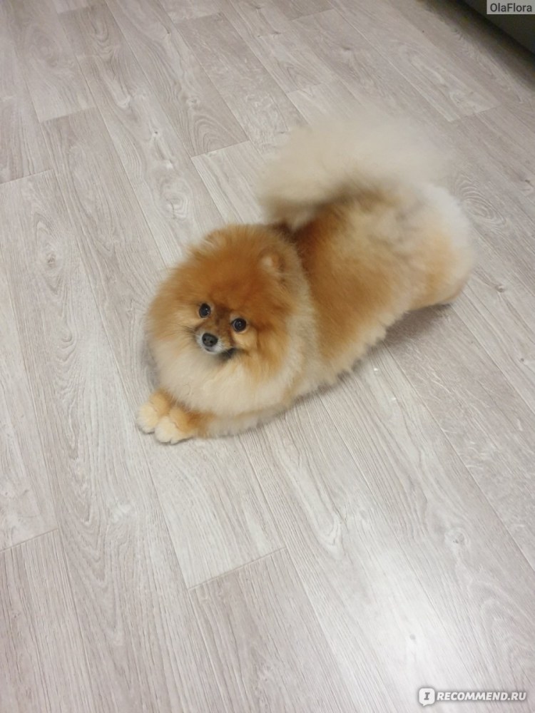 Стрижка щенка шпица 5 месяцев