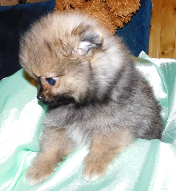 Линька белого шпица щенка