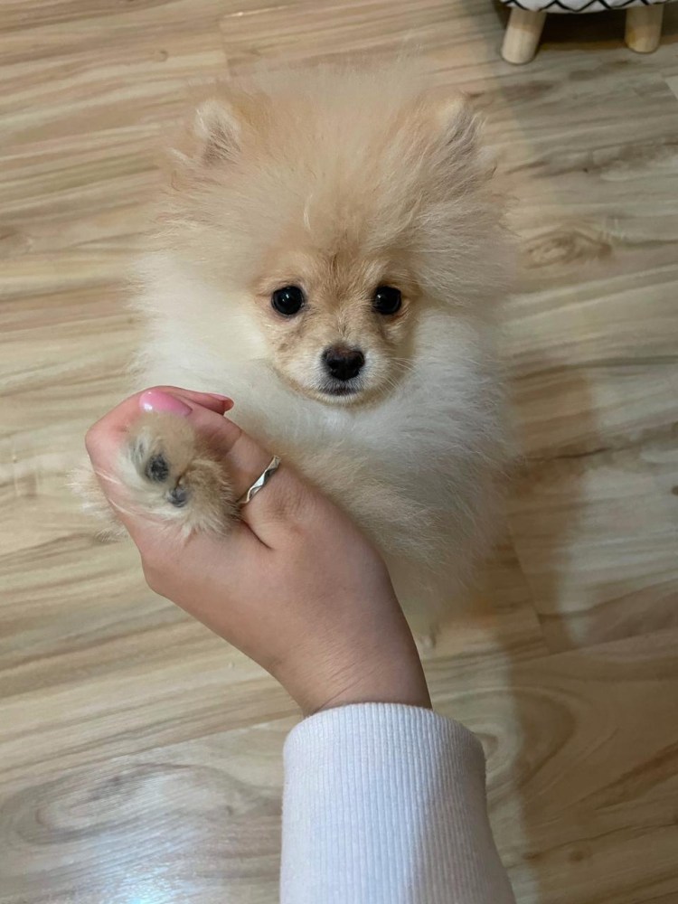 Шпиц и Йоркширский терьер