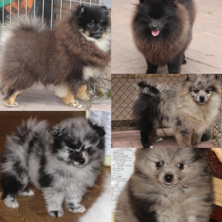 Пуховый шпиц померанский