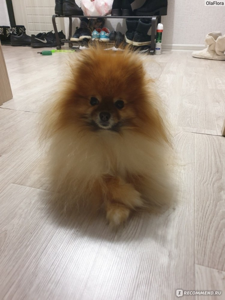 Померанский шпиц макси