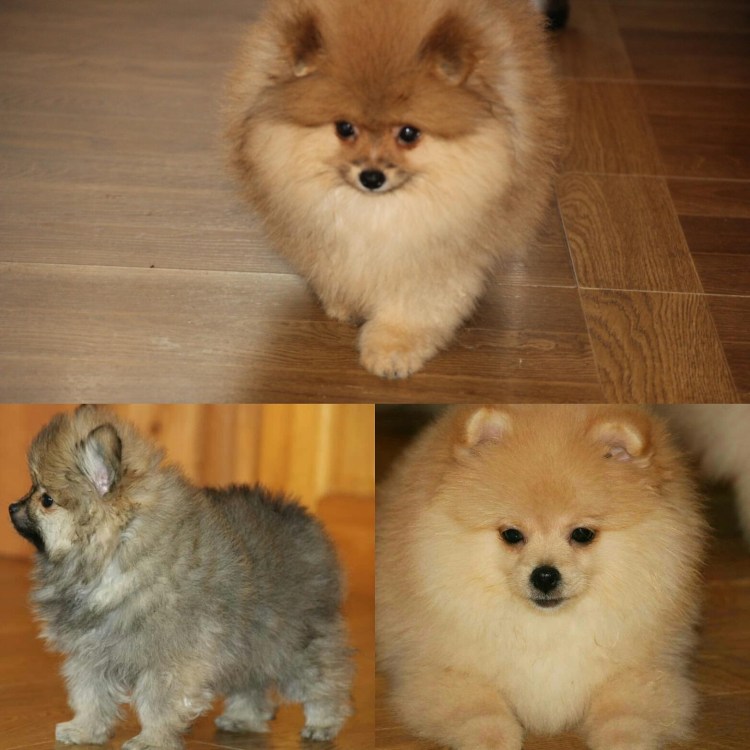 Линька у шпица